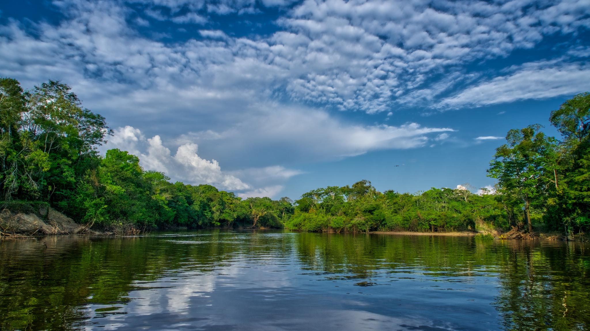 Photo from 4-Day Amazon Peru Rainforest Wildlife Experience safari tour